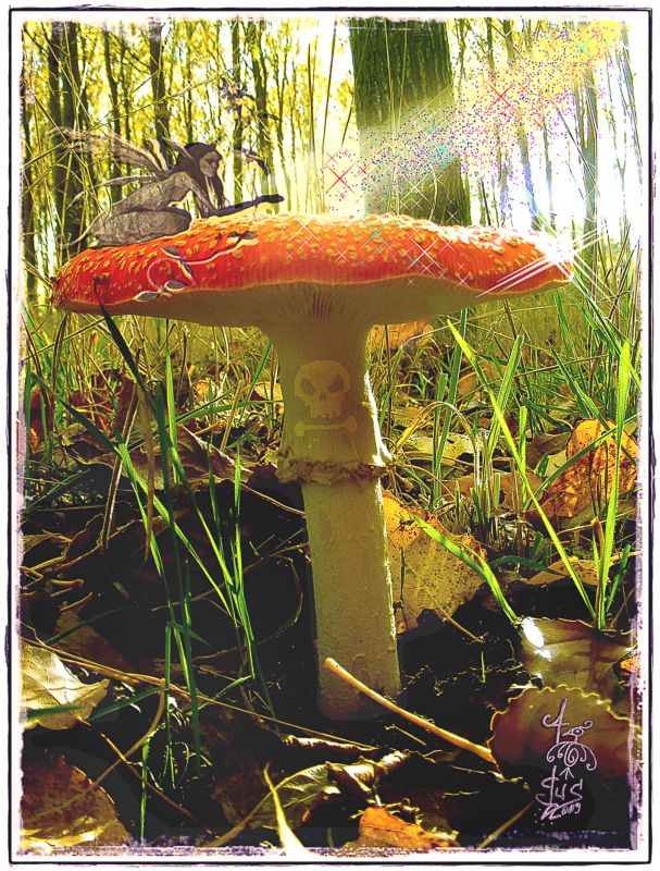 Amanita muscaria.jpg